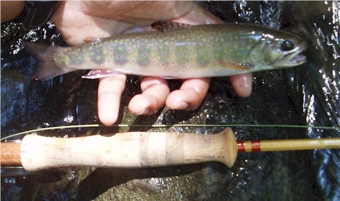 Small Dunbar Brookie