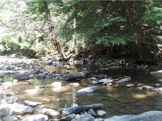 I spotted a trout under this tree but the stream was too low and hot to fish for it. :(