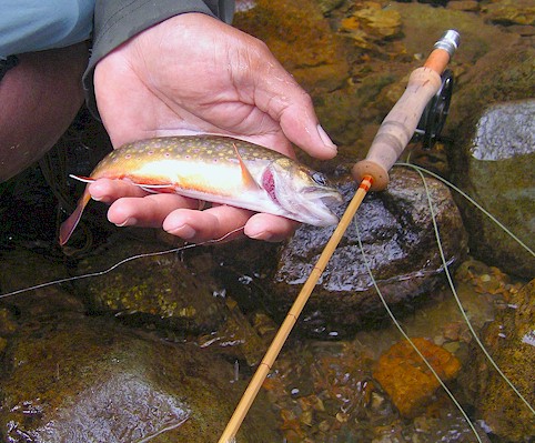 First Rapidan Brookie