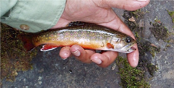 Wild Brook Trout from its native stream.