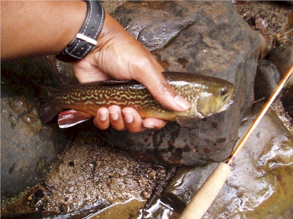 My first Tiger Trout.