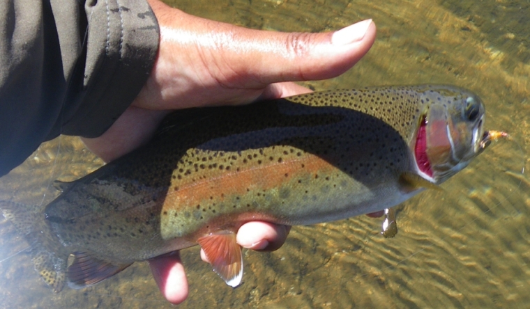Deer Creek Rainbow on a Stimulator. Note how beat up the Stimi is...