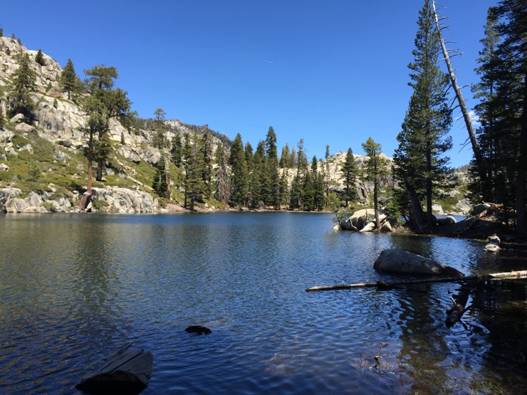 Downed timber on Camp Lake