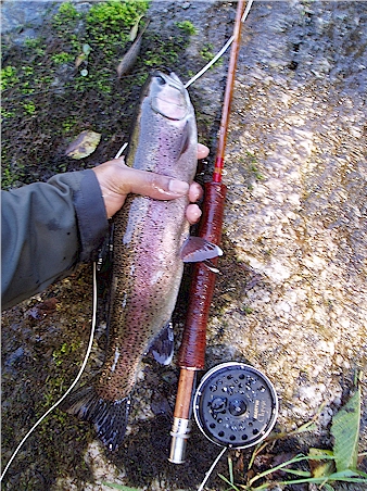 16 inches. Technically a "steelhead" in these waters.