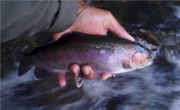 Stan fish in fall colors.