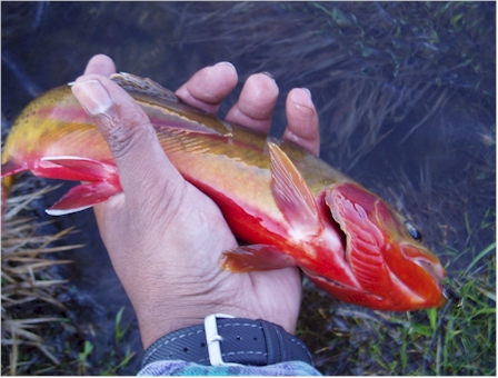 Nice red fish.