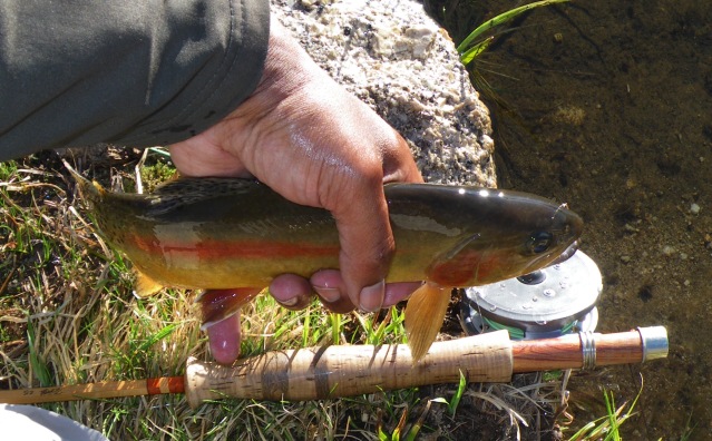 Golden Trout