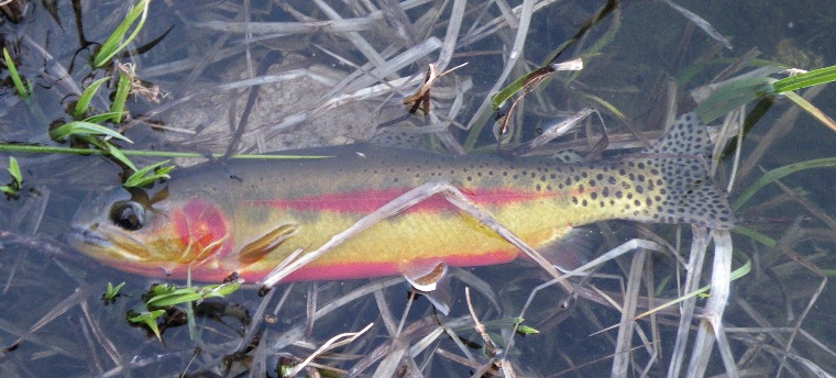 California Golden Trout