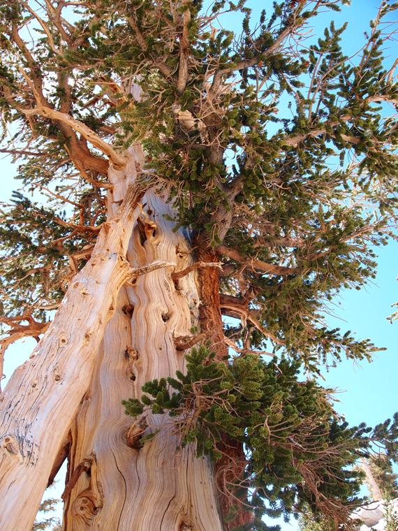 Foxtail Pine