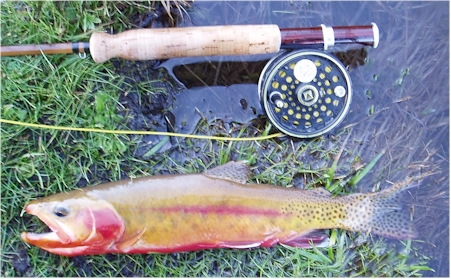 14 inch Golden Trout.