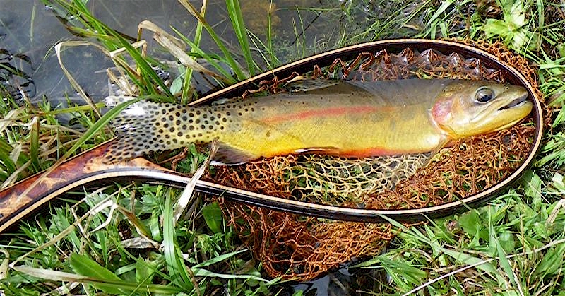 Cottonwood Lakes Golden trout in the net.