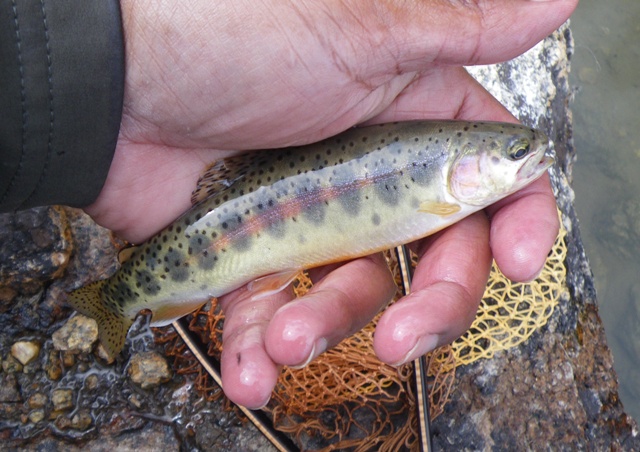 Conness Lake Near-Golden Trout