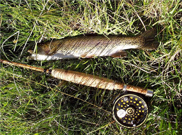 Another nice fish from a small creek.