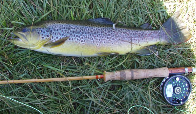 Jim's 18 inches brown trout.