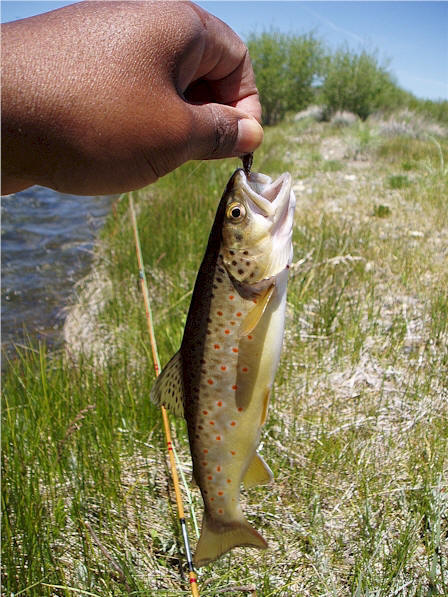 A wild convict creek brown.