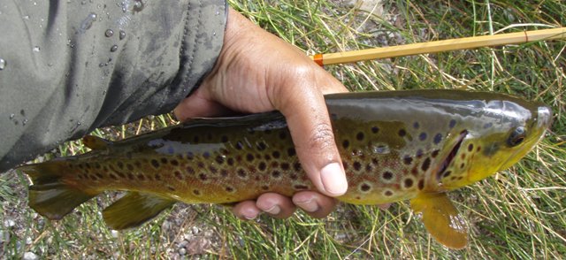 First Hot Creek fish. The witness mark is at 16 inches.