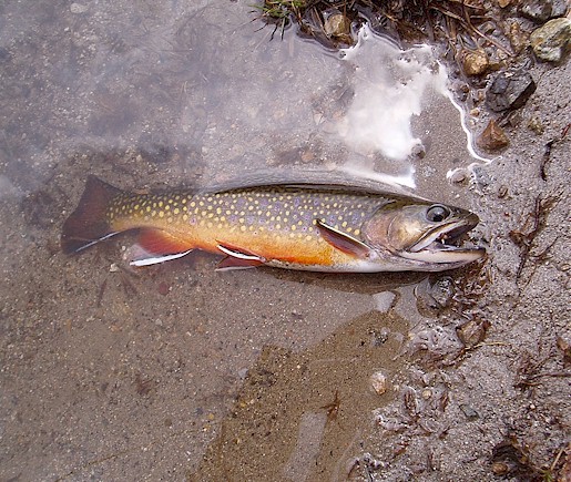 A nice full bodied Brookie for a change.....
