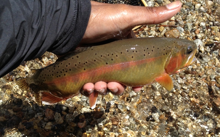 Greenish Golden Trout