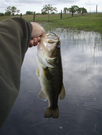 Fence = Structure = Bass