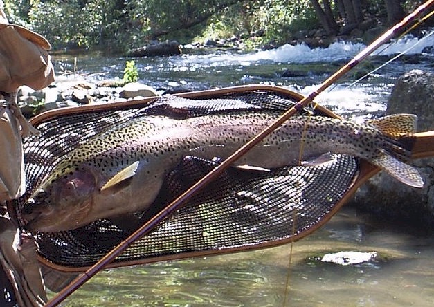 Shane's big fish, caught on the node buster rod.