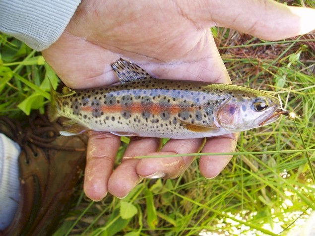 McCloud River Redband.