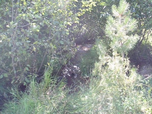 Trout Creek above the meadow.