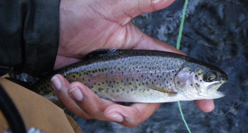 Wild Upper Sac Trout