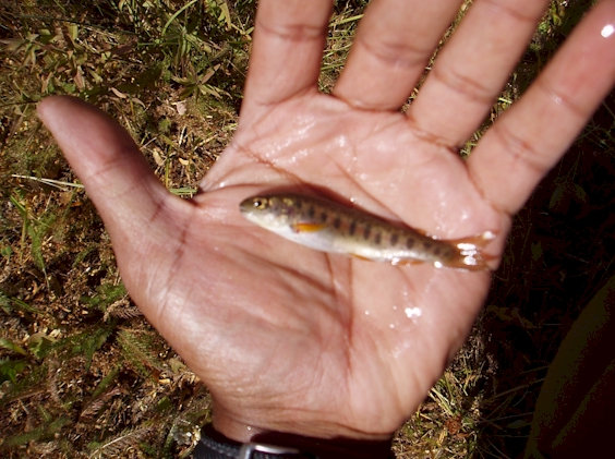 Warner Redband Trout