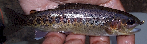 Kern River Rainbow Trout