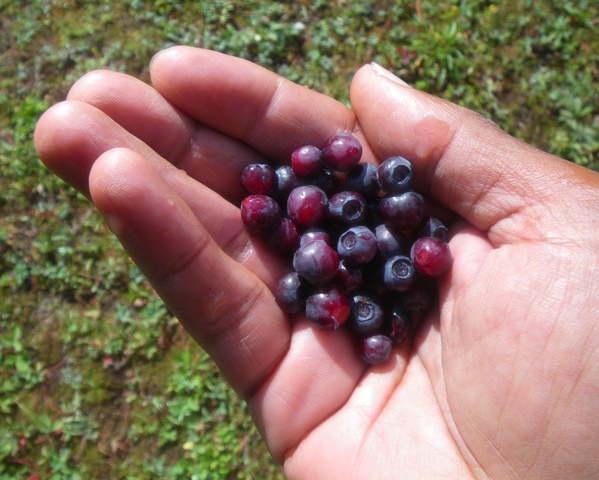 Wild Huckleberries!