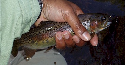 Kern River Rainbow Trout