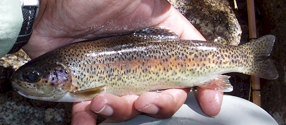 Kern River Rainbow