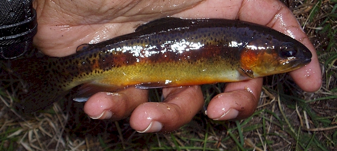 Little Kern Golden Trout. Notice the fine spotting, not found on the California Golden Trout