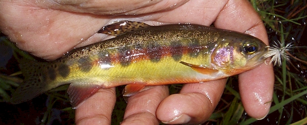 SF Kern (California) Golden Trout