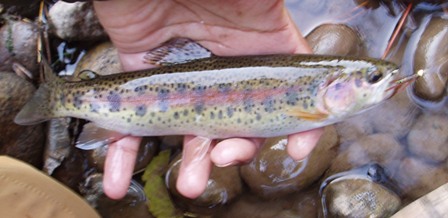 Trout Creek Redband Trout