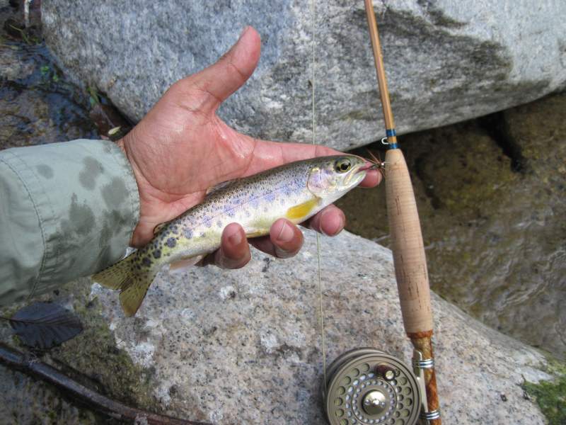 Small SoCal rainbow and FET 6'8" 3pc