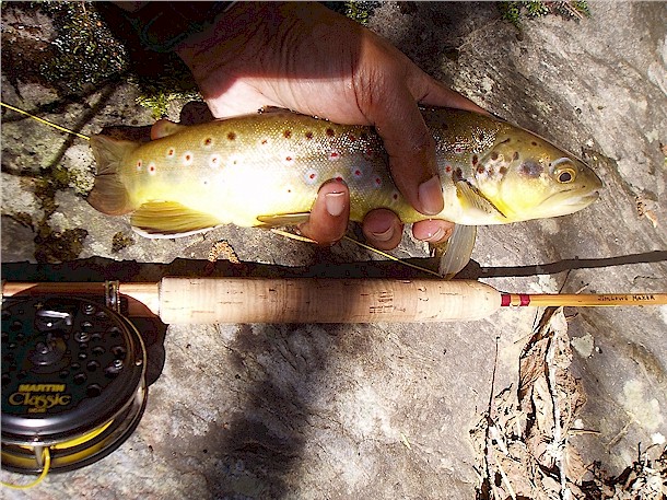 Biggest butterball to date. Nearly 14 inches.