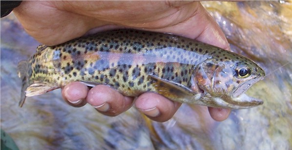 The first fish. Check out the Lahontan in the 2005 Fish gallery.