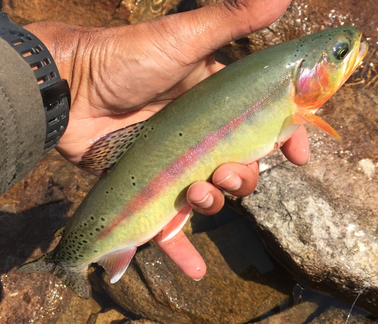 Lake Yosemite Trout Fishing 