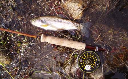 Rod #4 with first fish.