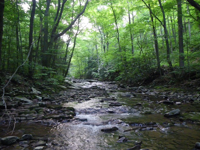 The "better" of the two brookie streams.