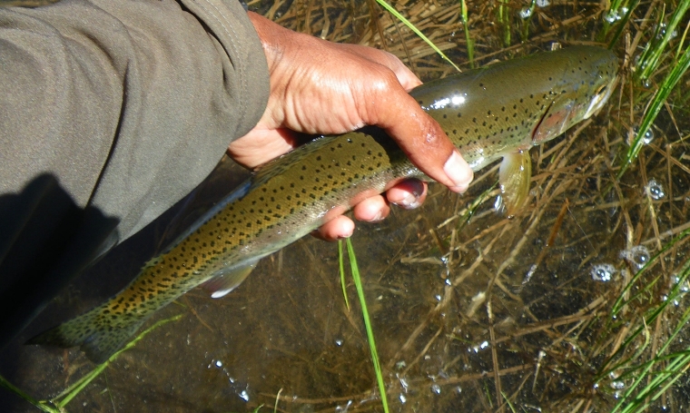 Wood Lake rainbow