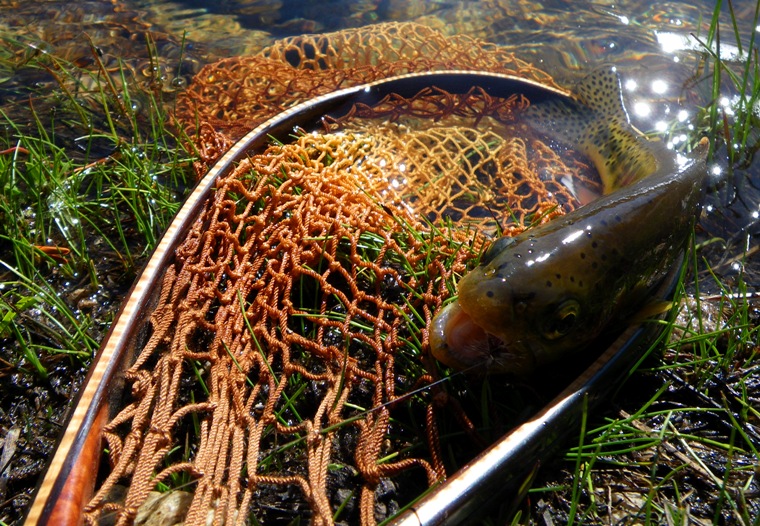 Creek Golden