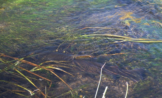 Hot Creek brown among the weeds.