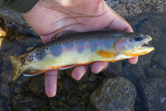 Looks a lot like a fish I caught last year.........