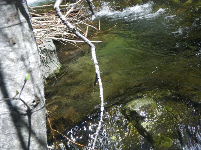 There are at least two fish in this photo. One above the point of the rock and one toward the top of the photo under the branch. Caught 'em both.