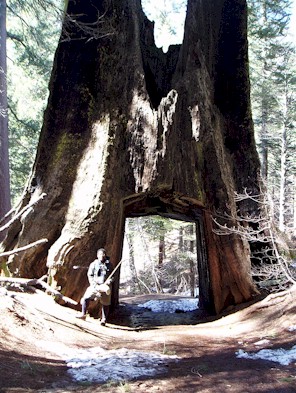 People actually drove their cars through this.......