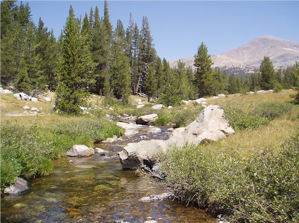 The "North" Fork of the Dana.